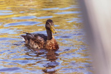 # Yaban ördeği yüzer gölette #