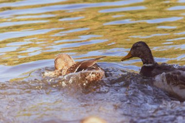 # Yaban ördeği yüzer gölette #