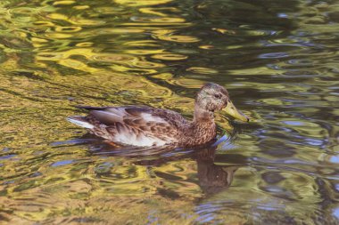 # Yaban ördeği yüzer gölette #