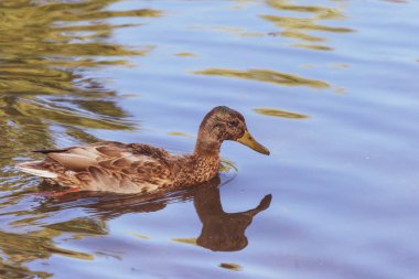 # Yaban ördeği yüzer gölette #