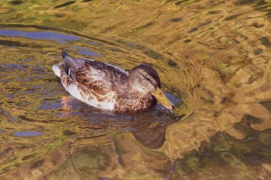 # Yaban ördeği yüzer gölette #