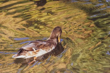 # Yaban ördeği yüzer gölette #