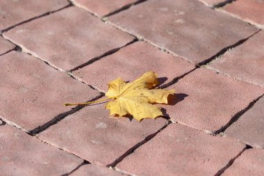 Arkaplan için renkli kaldırım taşı dokusu. Kaldırımda beton kaldırım.