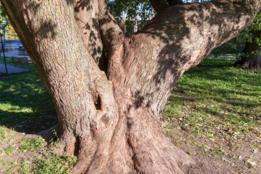 Parktaki yaşlı bir ağacın kabuk dokusu.
