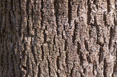 Parktaki yaşlı bir ağacın kabuk dokusu.