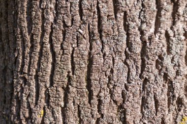 Parktaki yaşlı bir ağacın kabuk dokusu.