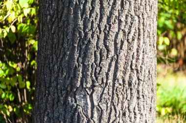 Sarı yosunlu yaşlı bir ağacın kabuğu.