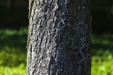 Sarı yosunlu yaşlı bir ağacın kabuğu.