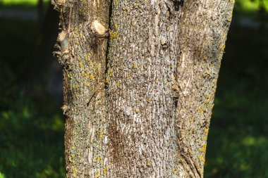 Sarı yosunlu yaşlı bir ağacın kabuğu.