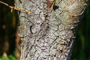 Sarı yosunlu yaşlı bir ağacın kabuğu.