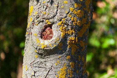 Sarı yosunlu yaşlı bir ağacın kabuğu.