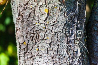 Sarı yosunlu yaşlı bir ağacın kabuğu.