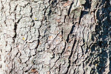 Sarı yosunlu yaşlı bir ağacın kabuğu.