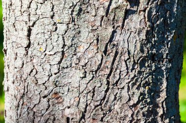 Sarı yosunlu yaşlı bir ağacın kabuğu.