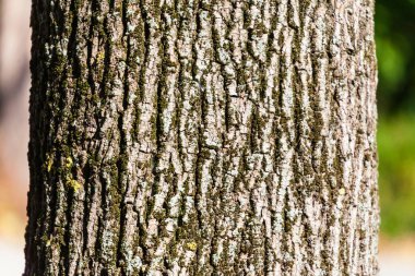 Sarı yosunlu yaşlı bir ağacın kabuğu.