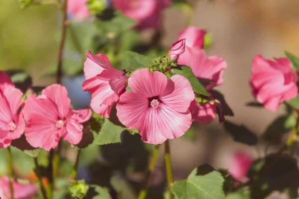 Bellissimi Fiori Autunnali Aiuola Nel Parco — Foto Stock