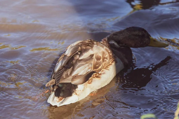 Pato Selvagem Nada Lagoa Água — Fotografia de Stock