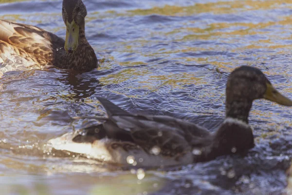 Canard Sauvage Nage Dans Étang Sur Eau — Photo