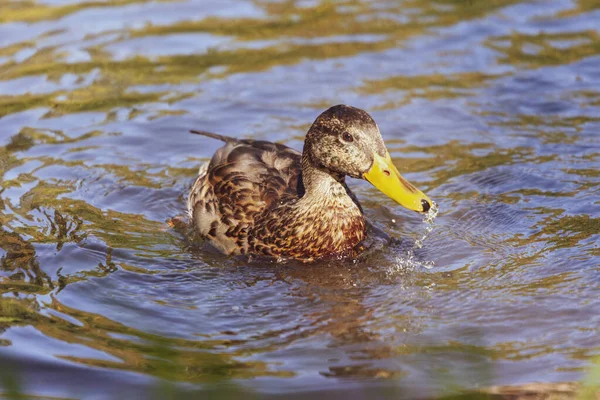 一只野鸭在水面上的池塘里游泳 — 图库照片