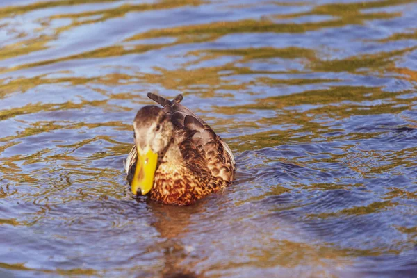 Canard Sauvage Nage Dans Étang Sur Eau — Photo