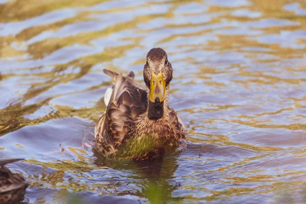 Wild Duck Swims Pond Water — Stock Photo, Image