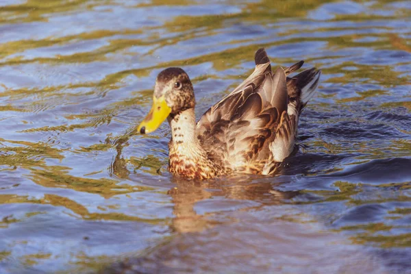 Wild Duck Swims Pond Water — Stock Photo, Image