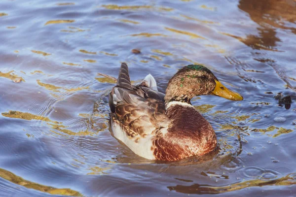 一只野鸭在水面上的池塘里游泳 — 图库照片