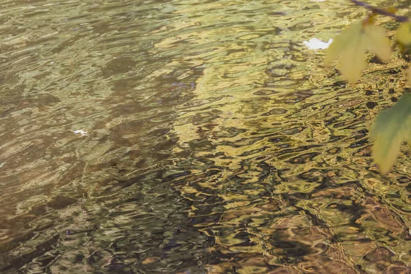 Canard Sauvage Nage Dans Étang Sur Eau — Photo