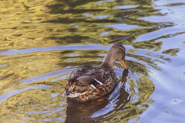 Canard Sauvage Nage Dans Étang Sur Eau — Photo