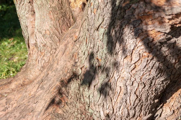 Кора Текстура Старого Дерева Парку — стокове фото