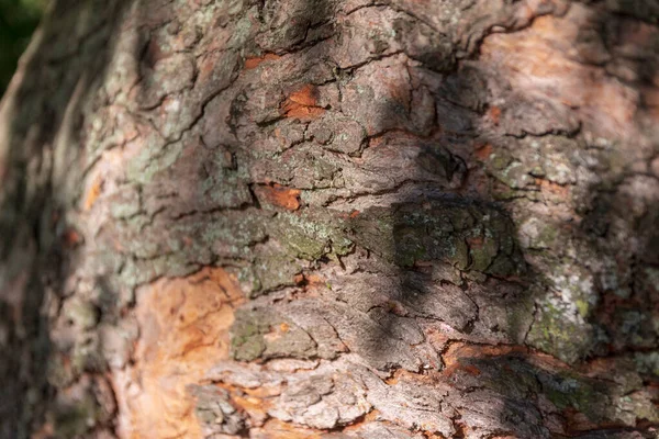 Kůra Textury Starého Stromu Parku — Stock fotografie