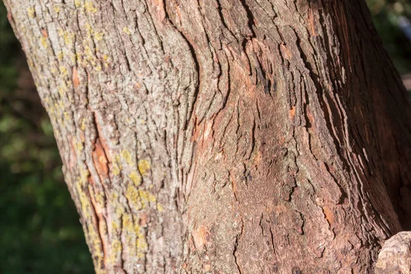 Bark Texture Old Tree Park — Stock Photo, Image