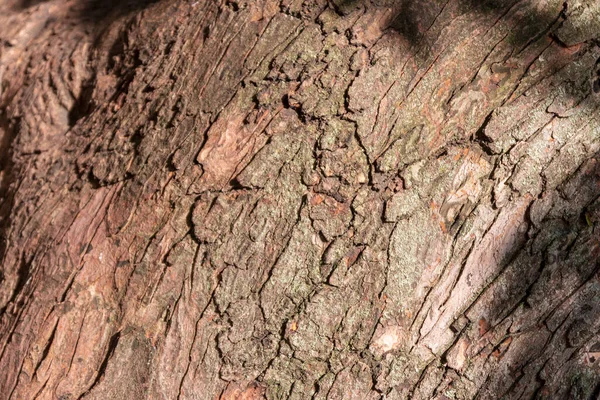 Textura Casca Uma Árvore Velha Parque — Fotografia de Stock