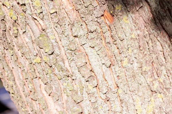 Кора Текстура Старого Дерева Парку — стокове фото