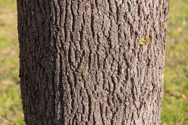 Textura Casca Uma Árvore Velha Parque — Fotografia de Stock