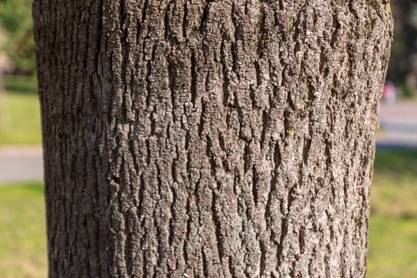 Parktaki Yaşlı Bir Ağacın Kabuk Dokusu — Stok fotoğraf