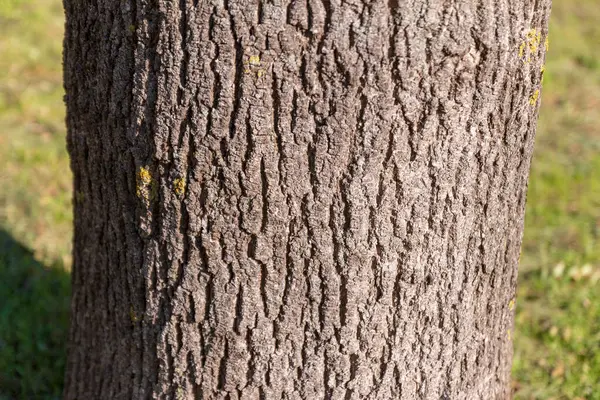 公園内の古い木の樹皮質 — ストック写真