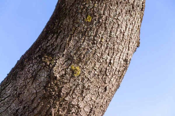 Parktaki Yaşlı Bir Ağacın Kabuk Dokusu — Stok fotoğraf