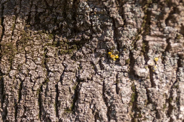 Bark Texture Old Tree Park — Stock Photo, Image