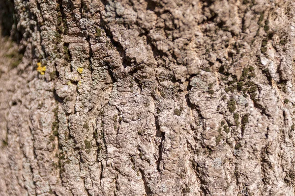 Schors Textuur Van Een Oude Boom Het Park — Stockfoto