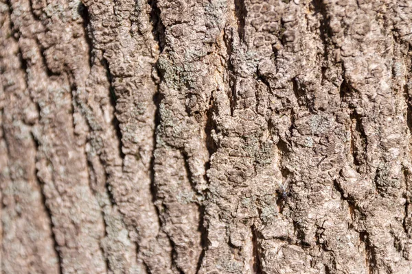 Parktaki Yaşlı Bir Ağacın Kabuk Dokusu — Stok fotoğraf
