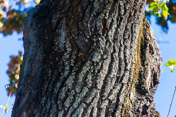 Textura Casca Uma Árvore Velha Com Musgo Amarelo — Fotografia de Stock