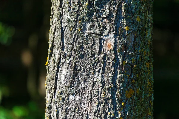 Υφή Του Φλοιού Ενός Παλιού Δέντρου Κίτρινα Βρύα — Φωτογραφία Αρχείου