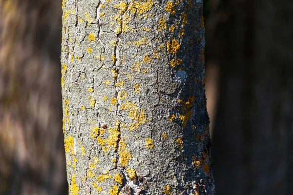Textura Corteza Árbol Viejo Con Musgo Amarillo —  Fotos de Stock
