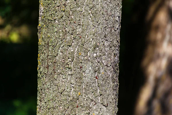 黄色の苔を持つ古い木の樹皮の質感 — ストック写真