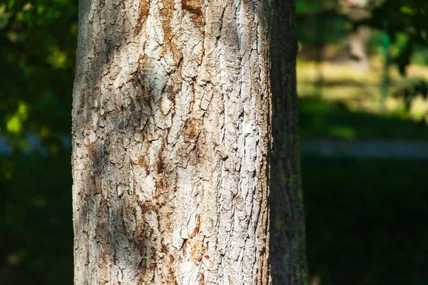 Textura Corteza Árbol Viejo Con Musgo Amarillo — Foto de Stock