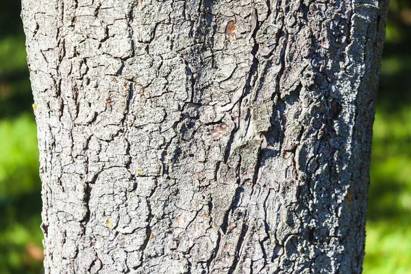 Die Textur Der Rinde Eines Alten Baumes Mit Gelbem Moos — Stockfoto