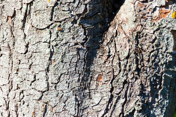 Текстура Коры Старого Дерева Желтым Мохом — стоковое фото