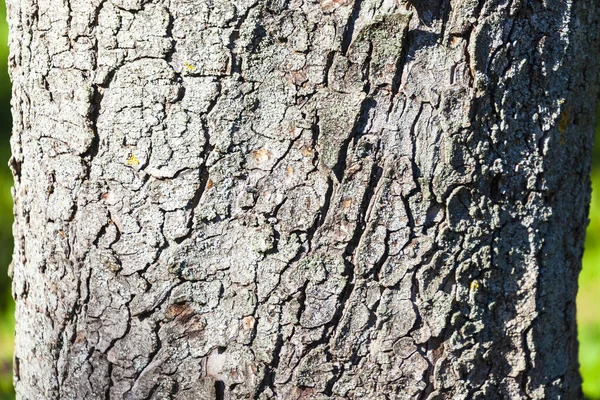 Sarı Yosunlu Yaşlı Bir Ağacın Kabuğu — Stok fotoğraf