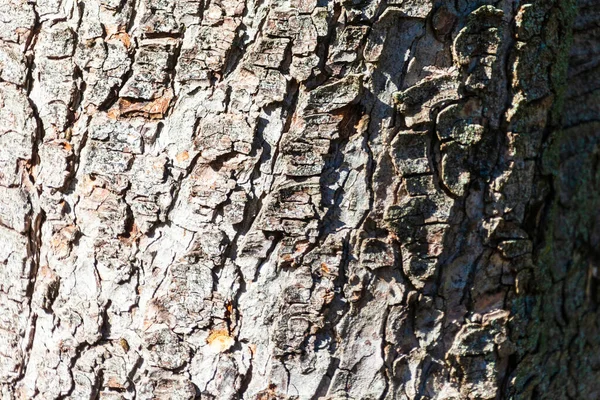 Die Textur Der Rinde Eines Alten Baumes Mit Gelbem Moos — Stockfoto